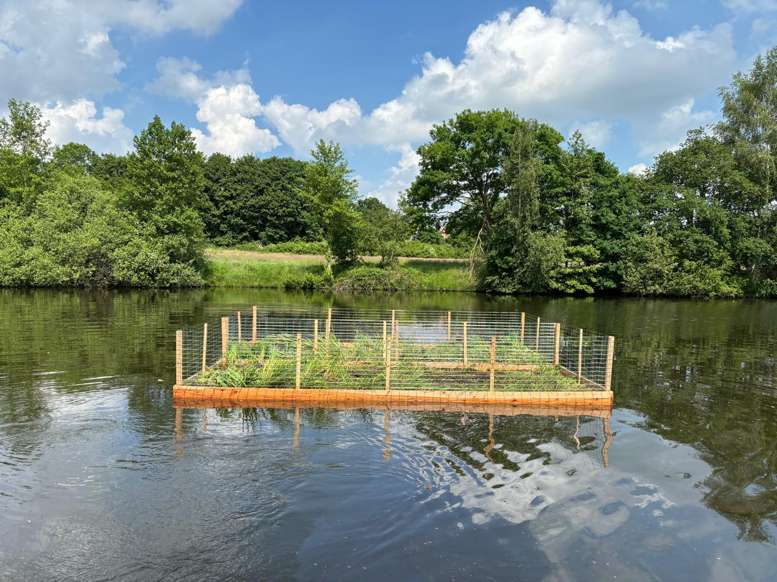 Schilfinsel für den Loyer See bei Rastede (28.05.2024)