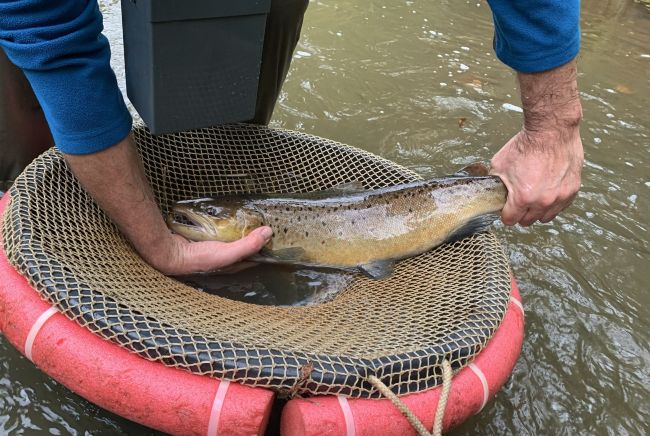 Monitoring der Wandersalmoniden 2025 (16.01.2026)