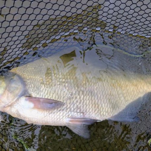 08_Friedfisch_kl